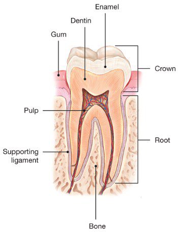 Tooth Anatomy